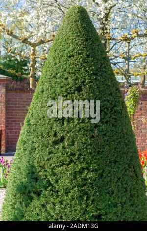 Green thuja cropped compris. Thuja est coupé sous la forme d'un cône vert. Banque D'Images