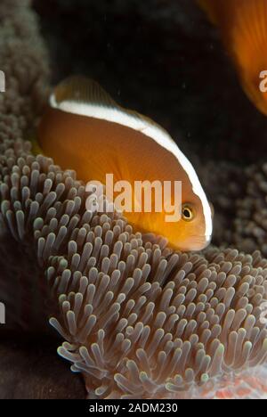 Poisson Clown Amphiprion sandaracinos Orange Banque D'Images