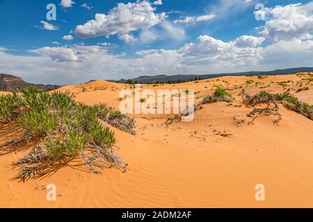 Coral Pink Sand Dunes State Park près de Kanab, Utah Banque D'Images
