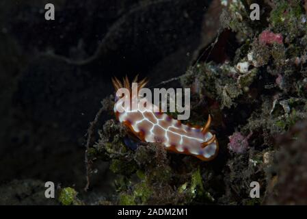 Chromodoris cf setoensis Banque D'Images