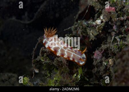 Chromodoris cf setoensis Banque D'Images