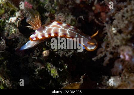 Chromodoris cf setoensis Banque D'Images