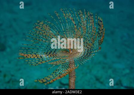 Spirografo Sabella spallanzani Banque D'Images