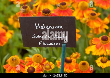 Helenium 'Sahin's Early Flowerer' (Sneezeweed) ou Helen's Flower Banque D'Images