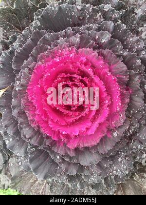 Kale décoratifs en vente dans un centre de jardinage à Brooklyn, New York. Banque D'Images