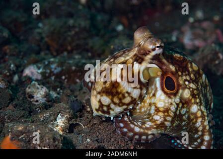 Mototi Octopus avec un seul anneau rouge Banque D'Images