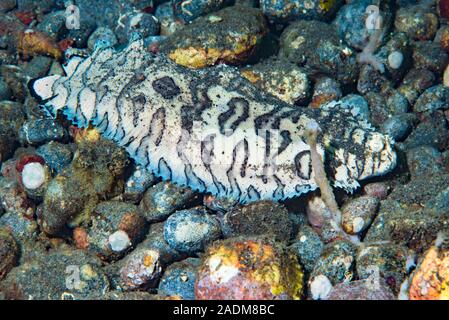 Black-Tip Soleichthys heterorhinos unique Banque D'Images