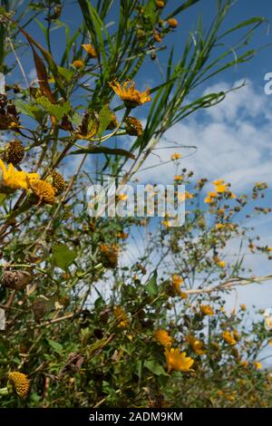 Fleurs jaune portée vers le ciel à Da Lat, Vietnam Banque D'Images