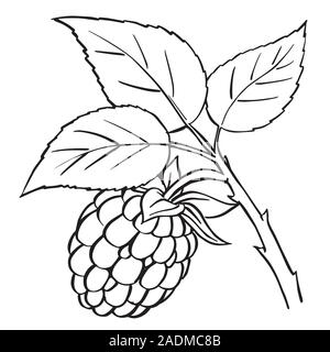 De framboise et de feuilles isolées sur fond blanc. Esquisse pour la direction générale de Berry pour l'élément de design - hand drawn vector illustration. Illustration de Vecteur