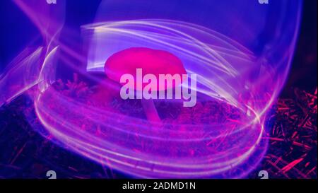 Nature néon. Les champignons et les plantes illuminée par un gaz inerte. Les choses paradoxales et de couleurs que les couleurs des jeunes Banque D'Images