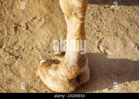 Jambe, pied, camel toe d'un chameau dromader et sa trace sur le sable Banque D'Images