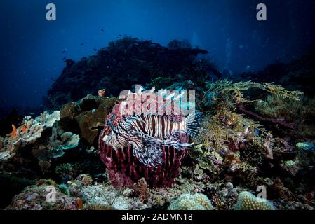 Raja Ampat récifs coralliens tropicaux Indonésie Banque D'Images