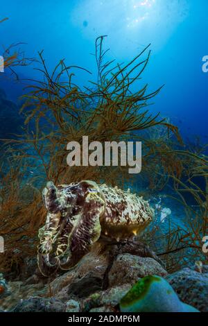 Raja Ampat récifs coralliens tropicaux Indonésie Banque D'Images