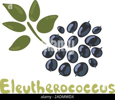 Siberian ginseng plante. Branche de l'Eleutherococcus. Eleutherococcus senticosus ou ginseng. Feuilles et baies de Ginseng isolé sur fond blanc Illustration de Vecteur