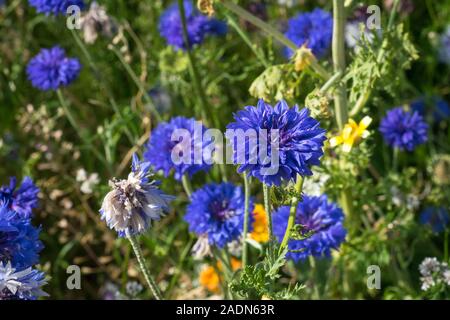 Bleuet (Centaurea cyanus) dans un champ dans la campagne de Hollande Banque D'Images