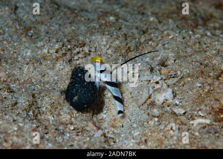 Nématodes de Stonogobiops (Shrimpgoby à côtes noires) Banque D'Images