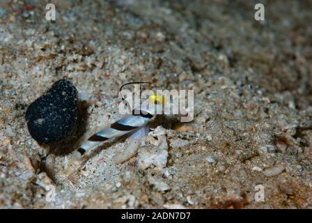 Nématodes de Stonogobiops (Shrimpgoby à côtes noires) Banque D'Images