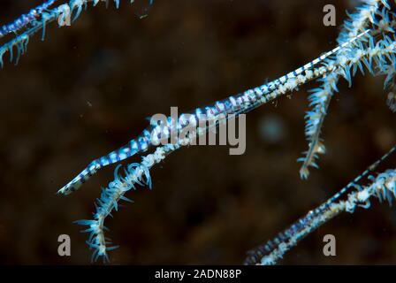 Saw-Blade Tozeuma Crevettes armatum Banque D'Images