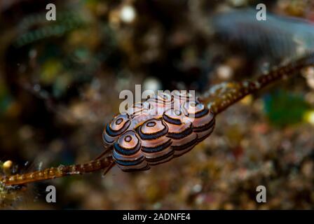 Donut Nudibranch Doto greenamyeri Banque D'Images