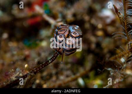 Donut Nudibranch Doto greenamyeri Banque D'Images