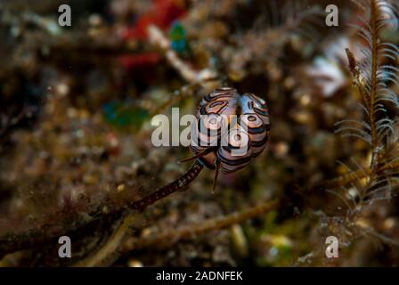 Donut Nudibranch Doto greenamyeri Banque D'Images