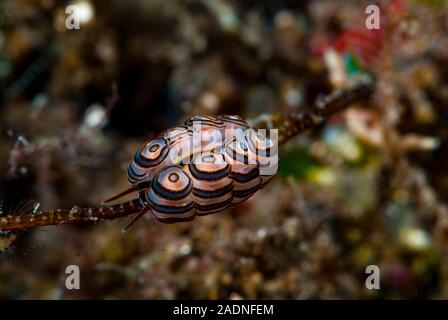 Donut Nudibranch Doto greenamyeri Banque D'Images