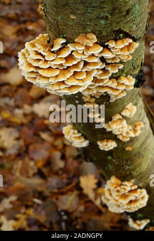 Un type d'étagères de champignons poussant sur un arbre du bouleau d'argent. Banque D'Images