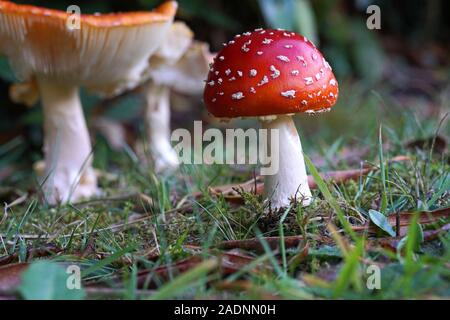 Un gros plan d'une petite volée de champignons agaric dans les premières étapes de sa croissance Banque D'Images