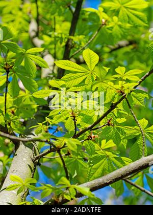 Les jeunes feuilles de marronnier Aesculus, à cheval, au printemps Banque D'Images