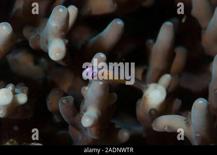 Pink-eye Goby Bryaninops natans Banque D'Images