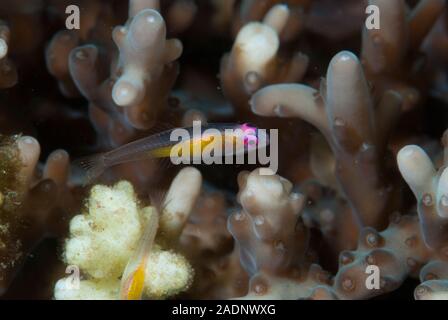 Pink-eye Goby Bryaninops natans Banque D'Images