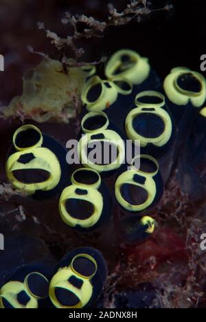 Sea Squirt Clavelina colonie sp. Banque D'Images