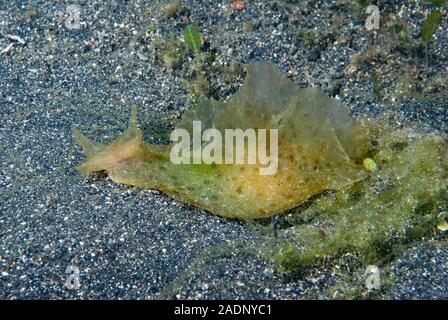 L'Aplysia oculifera lièvre de mer Banque D'Images