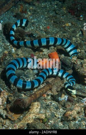 Mer Laticauda colubrina Banded krait Banque D'Images