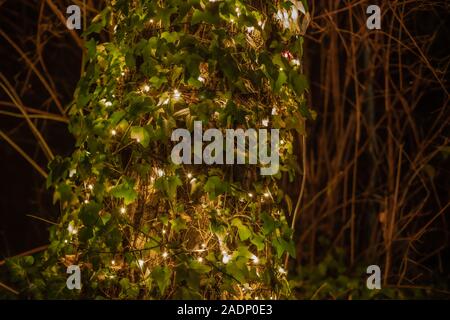 Lumière de Nuit et de lierre. Lumières sur la nuit. Lumière artificielle. Feuilles de lierre en surbrillance. Banque D'Images