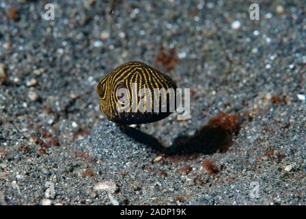 Arothron stellatus Star Puffer Juvenile Banque D'Images