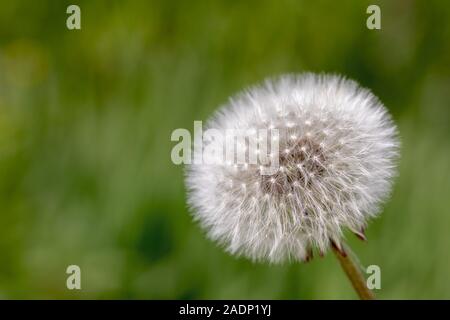 Avec les graines de pissenlit Blanc moelleux sur fond flou vert naturel Banque D'Images