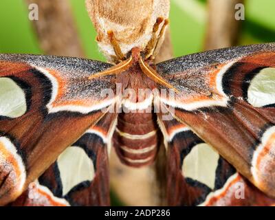 Une macro image d'un mineur Atlas moth (Attacus atlas) récemment de son cocon, assis sur une branche sur un fond vert. Banque D'Images