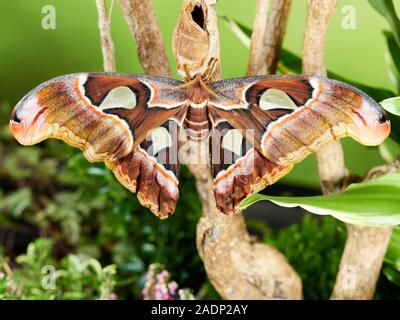 Une macro image d'un mineur Atlas moth (Attacus atlas) récemment de son cocon, assis sur une branche sur un fond vert. Banque D'Images