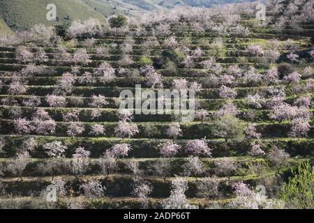 Amandiers en fleur rose couverte sur les terrasses à l'homme dans les montagnes de la Sierra Lujar, vallée de l'Alpujarra, Andalousie, Espagne Banque D'Images