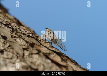 Cigale sur une branche de pin Le Gaou Provence France Banque D'Images