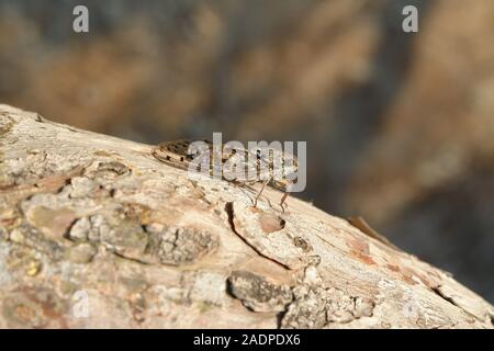 Cigale sur une branche de pin Le Gaou Provence France Banque D'Images