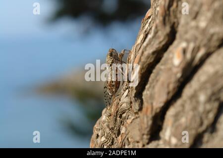 Cigale sur une branche de pin Le Gaou Provence France Banque D'Images