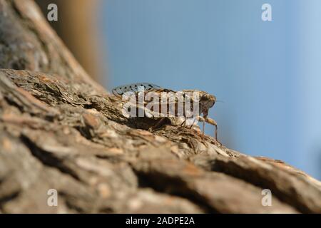 Cigale sur une branche de pin Le Gaou Provence France Banque D'Images