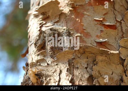 Cigale sur une branche de pin Le Gaou Provence France Banque D'Images