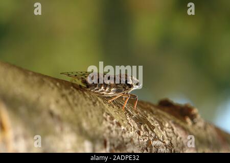 Cigale sur une branche de pin Le Gaou Provence France Banque D'Images