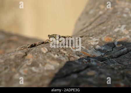 Cigale sur une branche de pin Le Gaou Provence France Banque D'Images