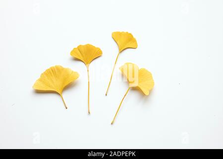 Belle décoration jaune des feuilles sèches sur fond blanc. Mise à plat, vue du dessus un minimum de composition florale neutre. Le Ginkgo bloba. Banque D'Images