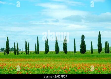 Cyprès près de Castello di Spedaletto, Castiglione d'Orcia, Val d'Orcia, Toscane, Italie, Europe. Banque D'Images