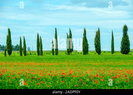 Cyprès près de Castello di Spedaletto, Castiglione d'Orcia, Val d'Orcia, Toscane, Italie, Europe. Banque D'Images